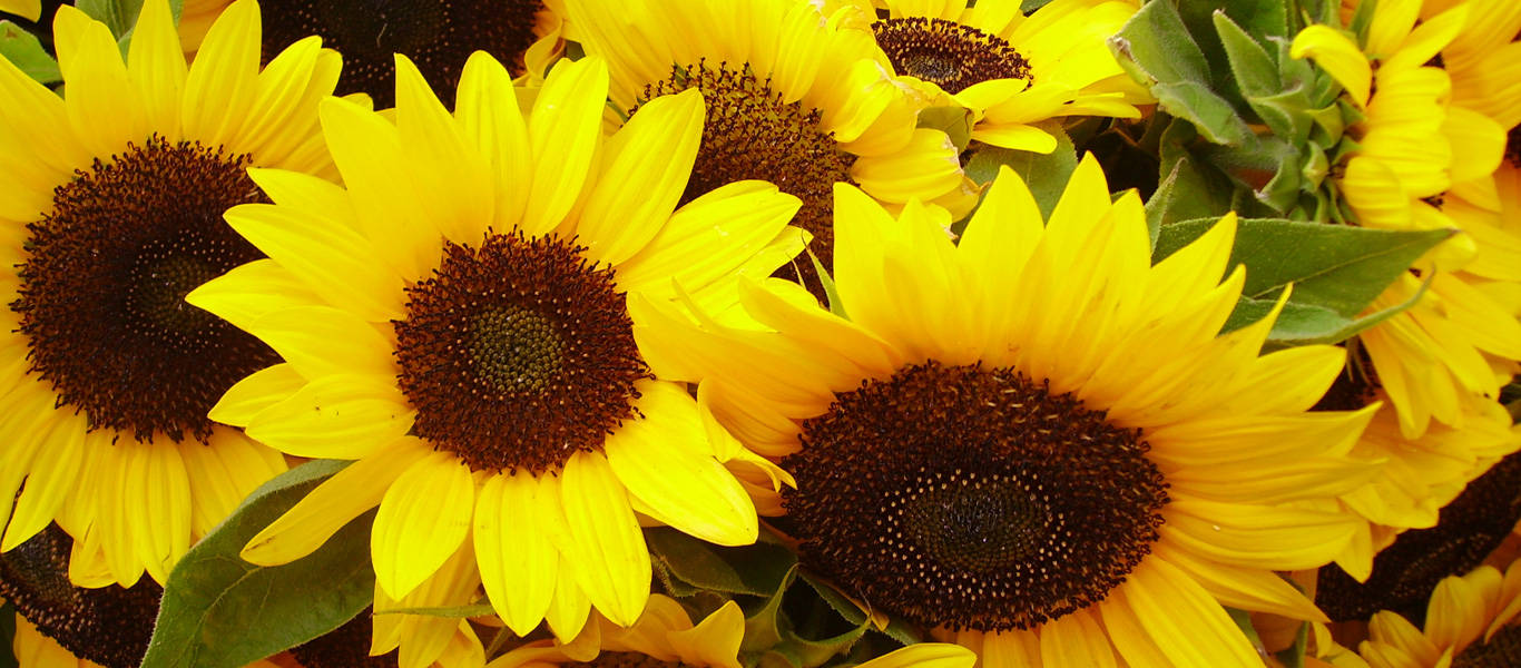 Markt Sonnenblumen