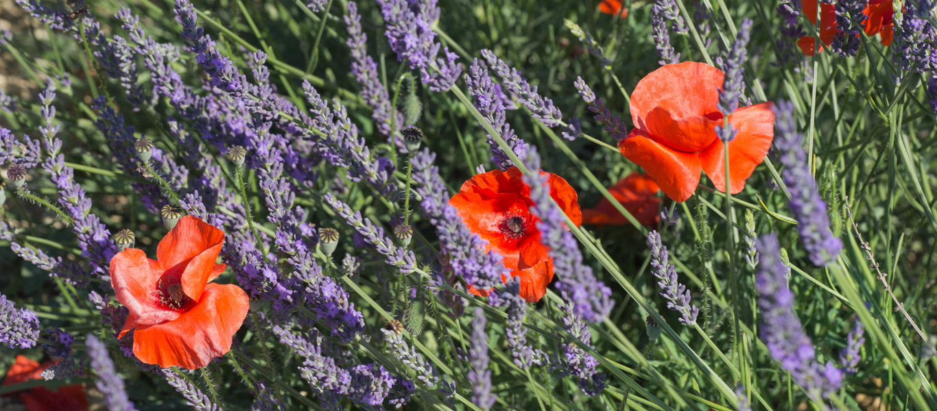 Foto von woidesign Lavendel Mohn